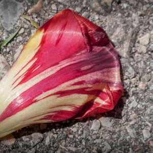 macro_flowers_36_IMG_0653