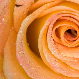 macro_flowers_3__MG_3010