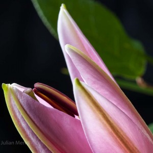 macro_flowers_4_CRW_0874