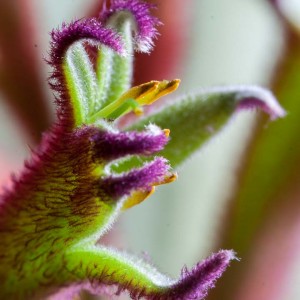 macro_flowers_5_CRW_1023