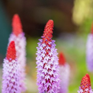 macro_flowers_6_CRW_2543