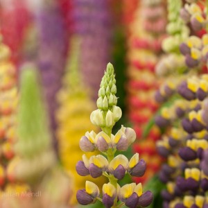 macro_flowers_7_CRW_2660