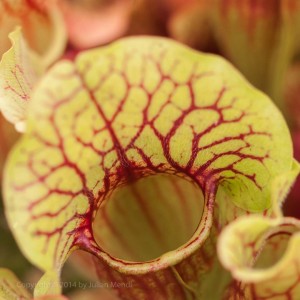 macro_flowers_8_CRW_2562