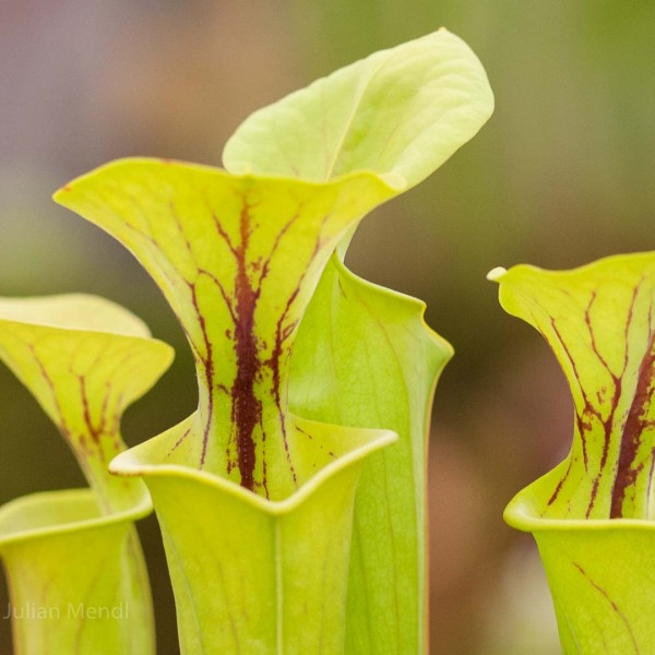 macro_flowers_9_CRW_2571