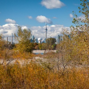 Just another off-leash, dog park
