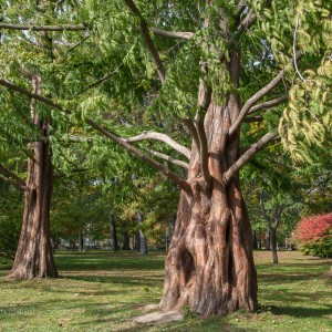 The Dawn Redwoods of Kew Gardens