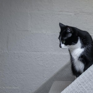 Another cat, supervising a real estate shoot