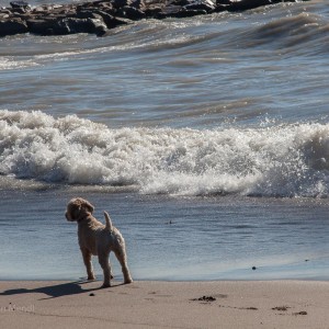 Banjo, on the Beach