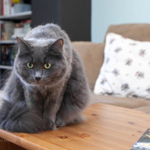 Director of Photography