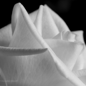 bw_roses_10_CRW_0601