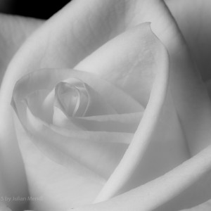 bw_roses_11_CRW_0610