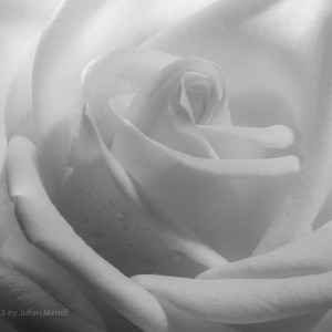 bw_roses_12_CRW_0721