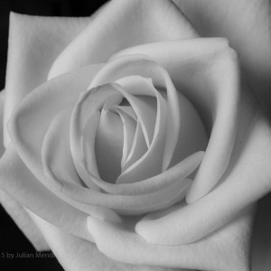 bw_roses_13_CRW_0825