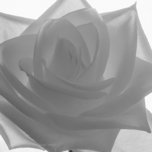 bw_roses_14_CRW_0941
