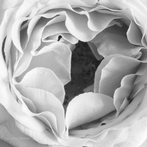 bw_roses_15_IMG_4812