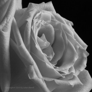 bw_roses_16_IMG_4514