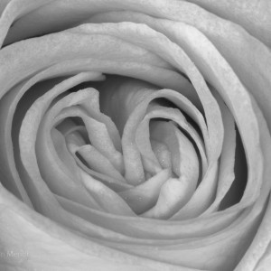 bw_roses_2__MG_4380