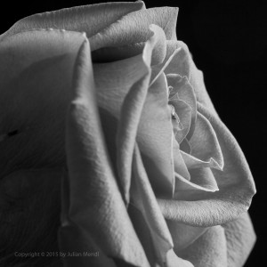 bw_roses_3_IMG_4795