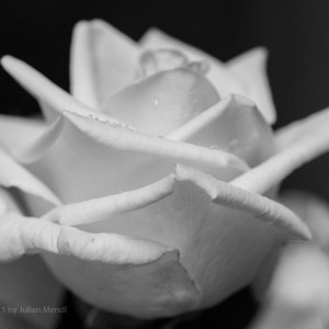 bw_roses_4_CRW_0670