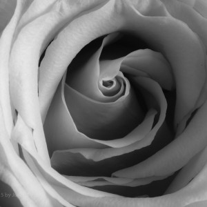 bw_roses_5_IMG_4504