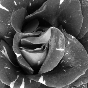 bw_roses_6_CRW_6010