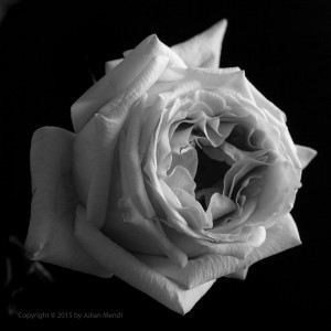 bw_roses_7_IMG_4873