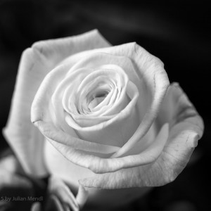 bw_roses_8_CRW_0510