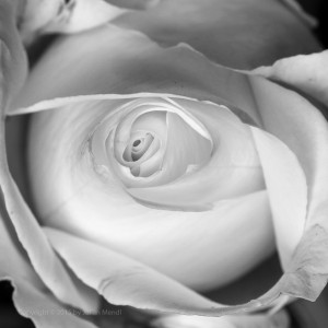 bw_roses_9_CRW_0533