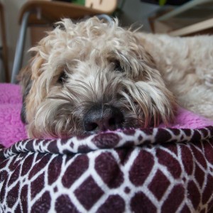 soft_coated_wheaten_terrier_banjo_10_IMG_4497