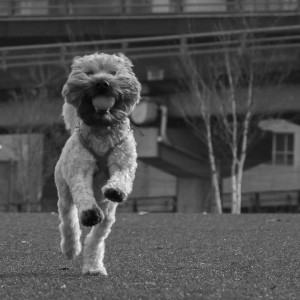 soft_coated_wheaten_terrier_banjo_11_IMG_4836