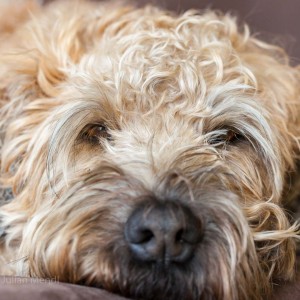 soft_coated_wheaten_terrier_banjo_12_IMG_2075