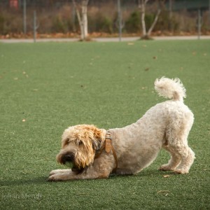 soft_coated_wheaten_terrier_banjo_13_IMG_4842
