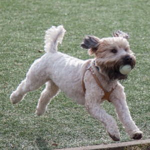 soft_coated_wheaten_terrier_banjo_14_IMG_4877