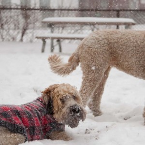 soft_coated_wheaten_terrier_banjo_15_IMG_4936