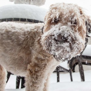 soft_coated_wheaten_terrier_banjo_16_IMG_4959