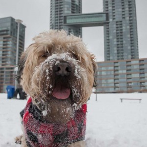 soft_coated_wheaten_terrier_banjo_17_IMG_5126