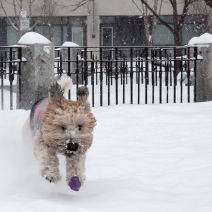 soft_coated_wheaten_terrier_banjo_19_IMG_6317