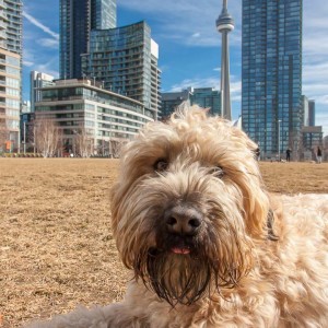 soft_coated_wheaten_terrier_banjo_20_IMG_8894