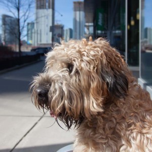 soft_coated_wheaten_terrier_banjo_21_IMG_8919