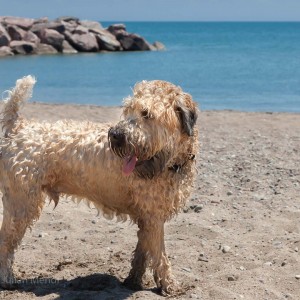 soft_coated_wheaten_terrier_banjo_22_IMG_5046