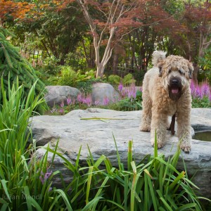 soft_coated_wheaten_terrier_banjo_23_IMG_6986