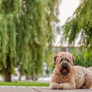 soft_coated_wheaten_terrier_banjo_24_IMG_7023