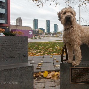 soft_coated_wheaten_terrier_banjo_25_IMG_4923