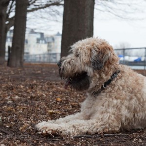 soft_coated_wheaten_terrier_banjo_26_IMG_5868