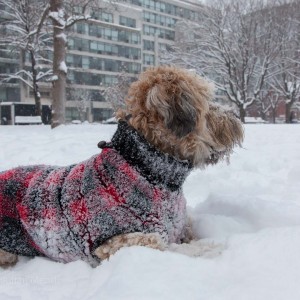 soft_coated_wheaten_terrier_banjo_28_IMG_6012