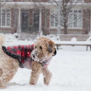 soft_coated_wheaten_terrier_banjo_29_IMG_5949