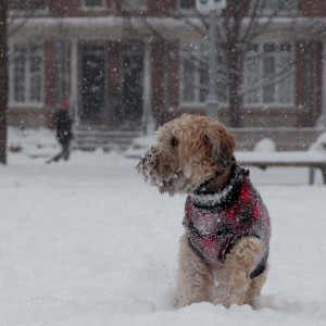 soft_coated_wheaten_terrier_banjo_30_IMG_5951