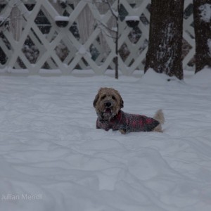 soft_coated_wheaten_terrier_banjo_31_IMG_5962