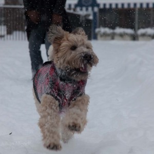 soft_coated_wheaten_terrier_banjo_33_IMG_5971