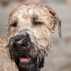 soft_coated_wheaten_terrier_banjo_3_IMG_9399